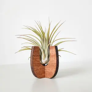 Air Plant Holder Display - Wood Desk Stand