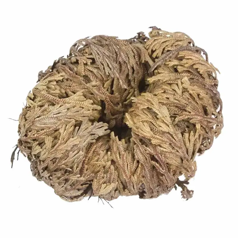 Dried Jericho Flower Resurrection Plant Spikemoss Specimen - Natural Roots, Cleansing, Rebirth, Resilience Herb for Prosperity, Protection Rituals, Healing (All Seasons Home Improvement Garden Supplies)