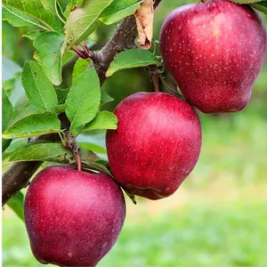 Live Fuji apple tree with fruit, suitable for picking, home and garden decoration.