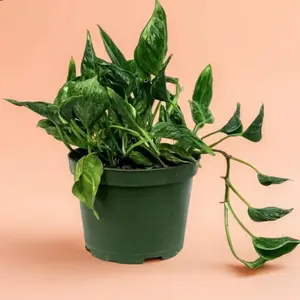 Pothos Shangri La - Indoor Live Plant, Trailing Growth & Twisty Leaves, Air Purifying & Hard-to-Find, Bright Light