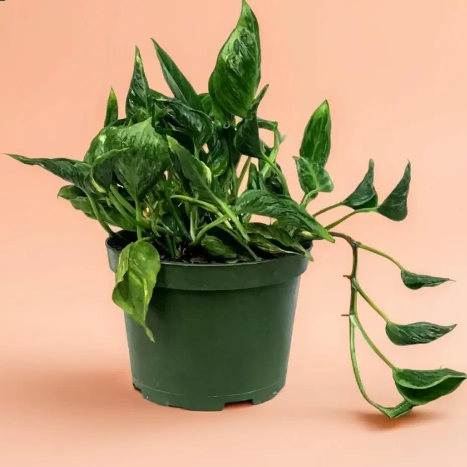 Pothos Shangri La - Indoor Live Plant, Trailing Growth with Twisty Leaves, Air Purifying & Hard-to-Find, Bright Light