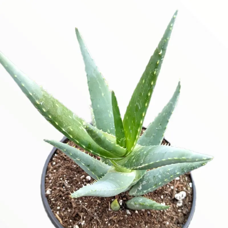 aloe vera calories Aloe Vera Can