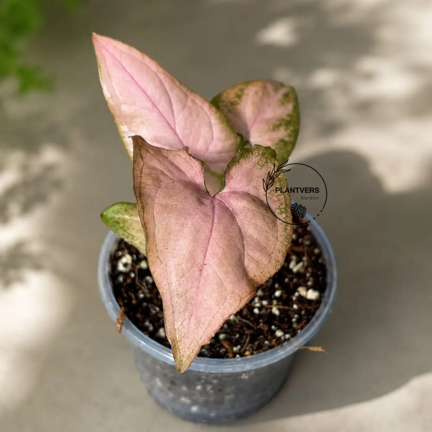 Syngonium Pink Splash Live Plant in 3" Nursery Pot - Rare Pink Variegated Arrowhead Plant - Tropical Indoor Houseplant