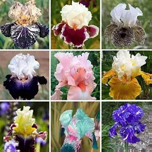Rare Heirloom Iris Seeds - 35 Hand-Selected Seeds for Vibrant Multicolor Blooms - Full Sun Required - Easy to Plant & Grow - Captivating Garden Transformation - Flower