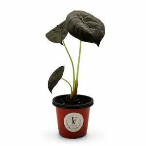 Alocasia 'Red Secret' – Live Jewel Alocasia Houseplant (4" Nursery Pot)