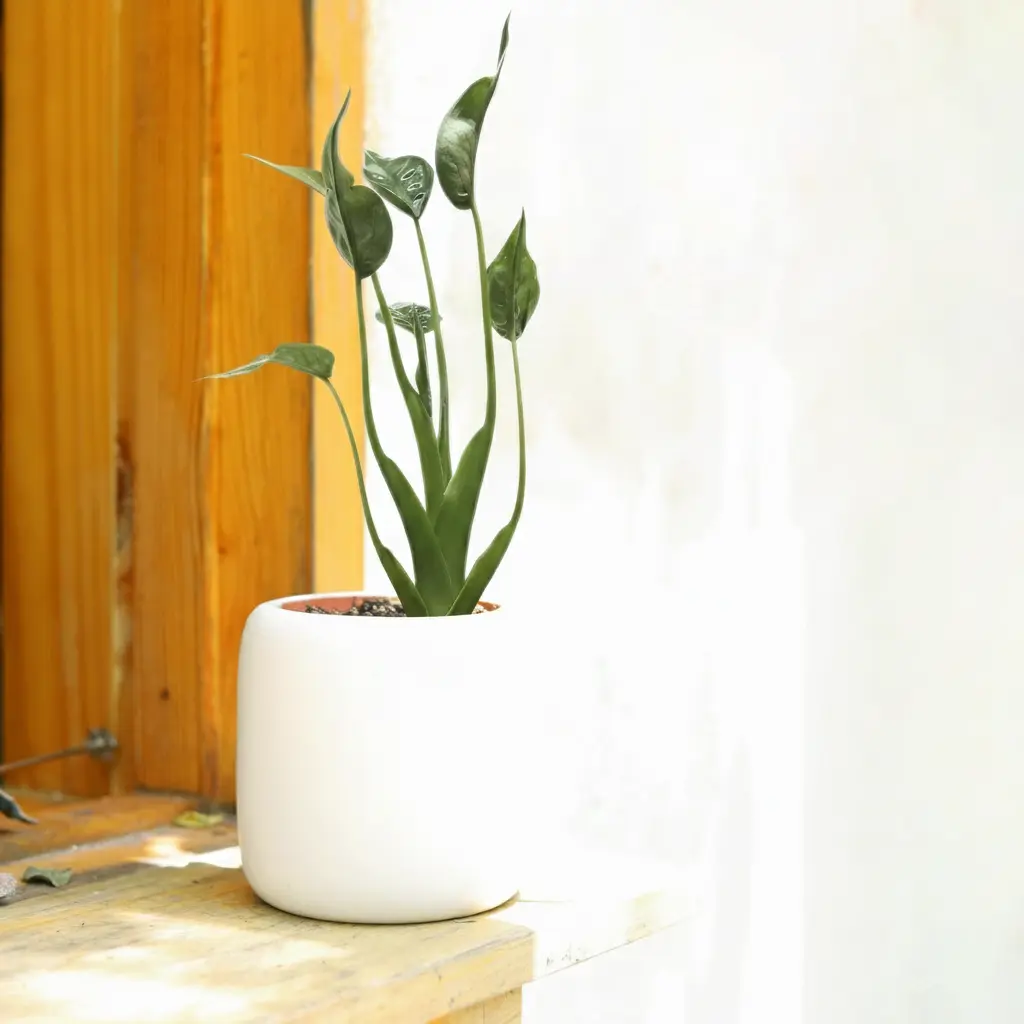 Alocasia 'Tiny Dancer' Alocasia 'Tiny Dancer'