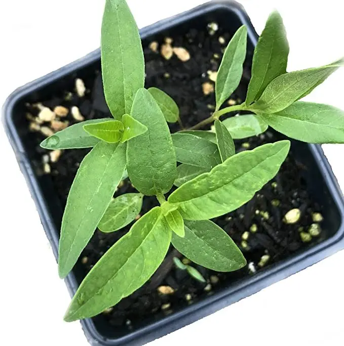 Common Milkweed (Asclepias syriaca L) Organic Plant in 2.5-inch Pot - Native Perennial Wildflower, Attracts Monarch Butterflies