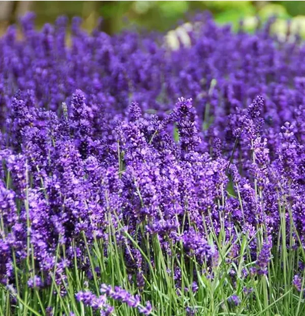 1000 Pcs Hardy Perennial Creeping Thyme Seeds Purple andPink Flowers Easy to Grow Ground Cover for Outdoor GardenLandscaping Backyard Pots Borders