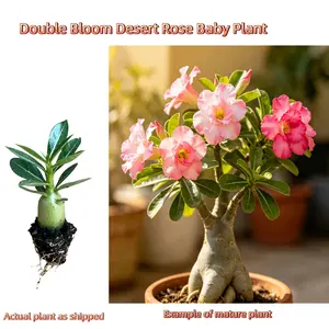 Double Flower Desert Rose Baby Plant - Compact Size,Perfect for Small Pots, Drought Tolerant, Easy to Care For,Indoor & Balcony, Flowering Green Plant, Great for Beginners