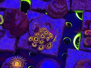 Fruitloop Zoanthid Fruitloop Zoanthid