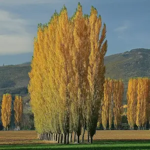 5 Lombardy Poplar Trees for Planting - Great for Privacy, Wind Block, Fast Growing Trees