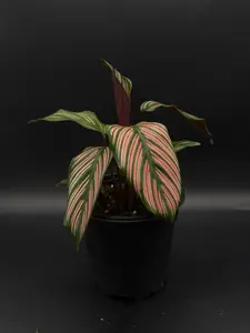 Calathea White Star | 4 Inch Pot | House Plant | Live Plant | Decoration
