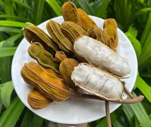 Ice Cream Bean Fruit Plant Live for Planting, Inga Edulis Tree, 1 to 2 Years Old, 8 to 12 Inch Tall in Half Gallon Pot Fruit Tree for Planting