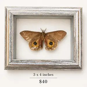 Owl Moth (Automeris io) – Framed Specimen, 3 x 4 inches