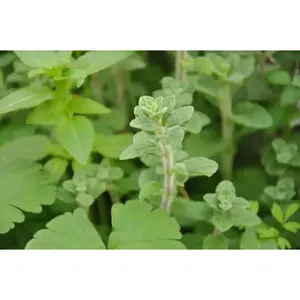 ZAATAR Herb Seeds - Syrian Oregano, Green Seeds in a Sturdy Packaging