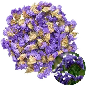 Flower Petals and Buds Forget-me-not Bulk Flower for Sachets, Potpourris, Flowers DIY, Candle Making, Wedding Decoration, Good for All Kinds of Flowers Crafts - 2 OZ