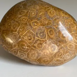 Coral Fossil Specimen- Decor for aquarium, terrariums, & Vivariums! Unique gifts for aquarists!