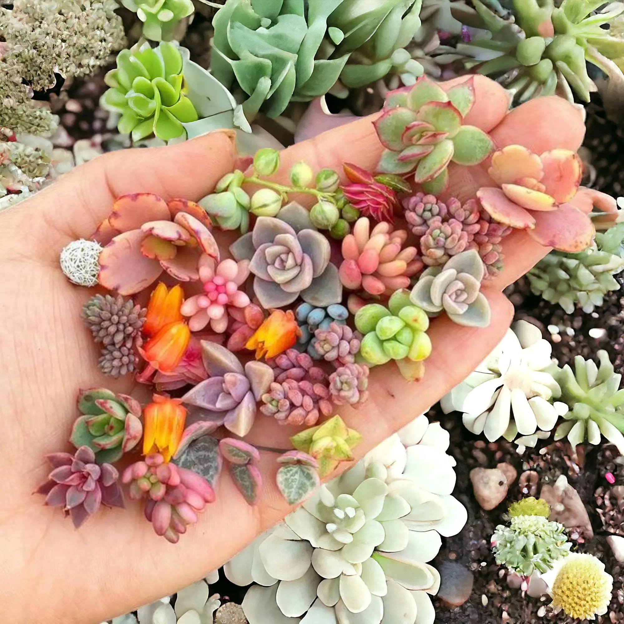 Create a Stunning Succulent Oasis with 200pcs Rare Mixed Succulent Seeds - Beautiful and Colorful Marvels for Your Indoor and Outdoor Gardens