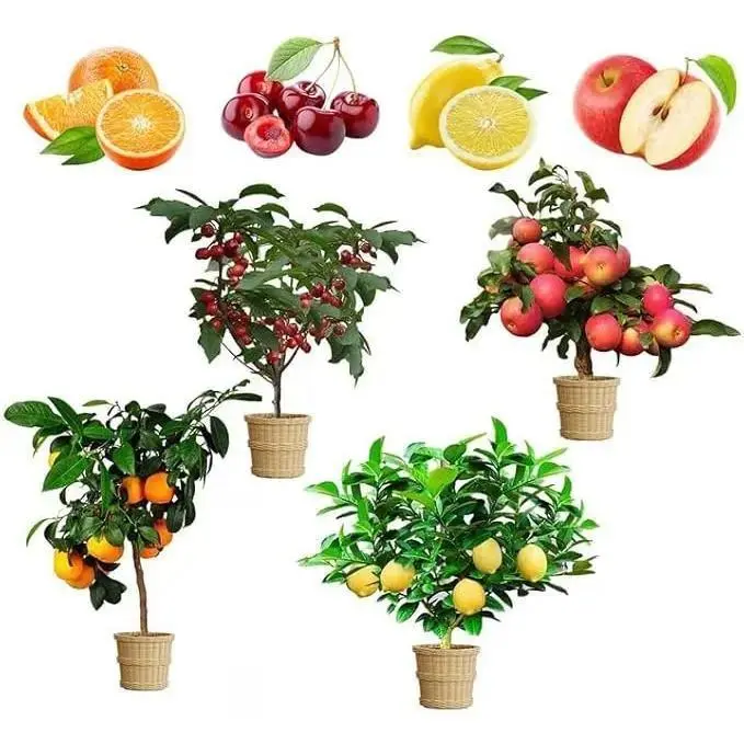 Mix Dwarf Bonsai Fruit Tree Seeds for Planting, 50+ Lemon Tree Seeds 50+ Cherry Tree Seeds 50+ Orange Tree Seeds 50+ Apple Seeds, 4 Variety Individual Packs, Organic Heirloom Fruit Seeds