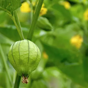 25 Tomatillo Seeds