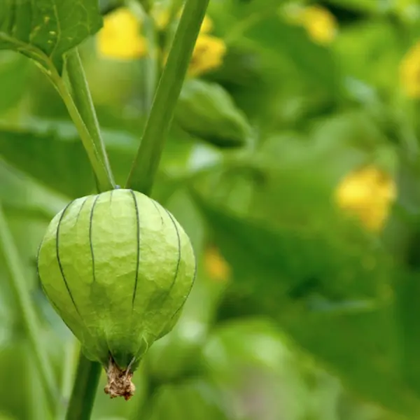 25 Tomatillo Seeds