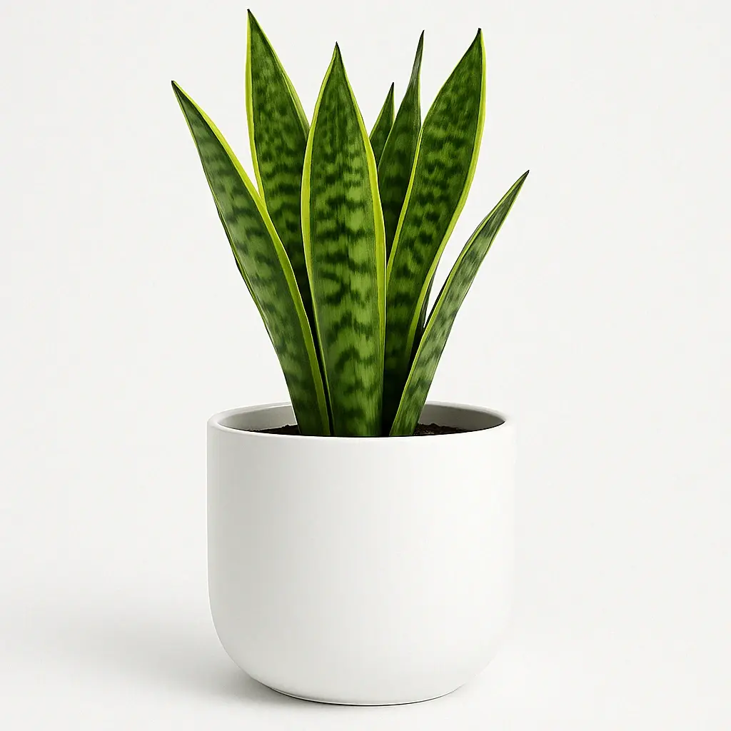 10 White Ceramic Planter 10 White Ceramic Planter