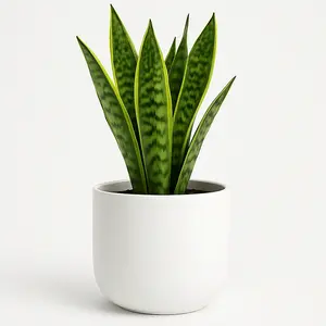 10 White Ceramic Planter