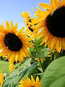 Sunflower Seeds for Planting - Grow Giant Sun Flowers in Your Garden - 50 Non GMO Heirloom Seeds - Full Planting Instructions for Easy Grow -