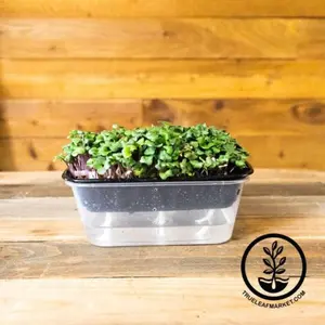 Premium Durable Self-Watering Microgreens Growing Trays