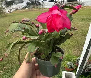 Live cactus - 4" Christmas cactus