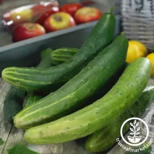 Cucumber Seeds - Garden Sweet Burpless Hybrid (Organic)