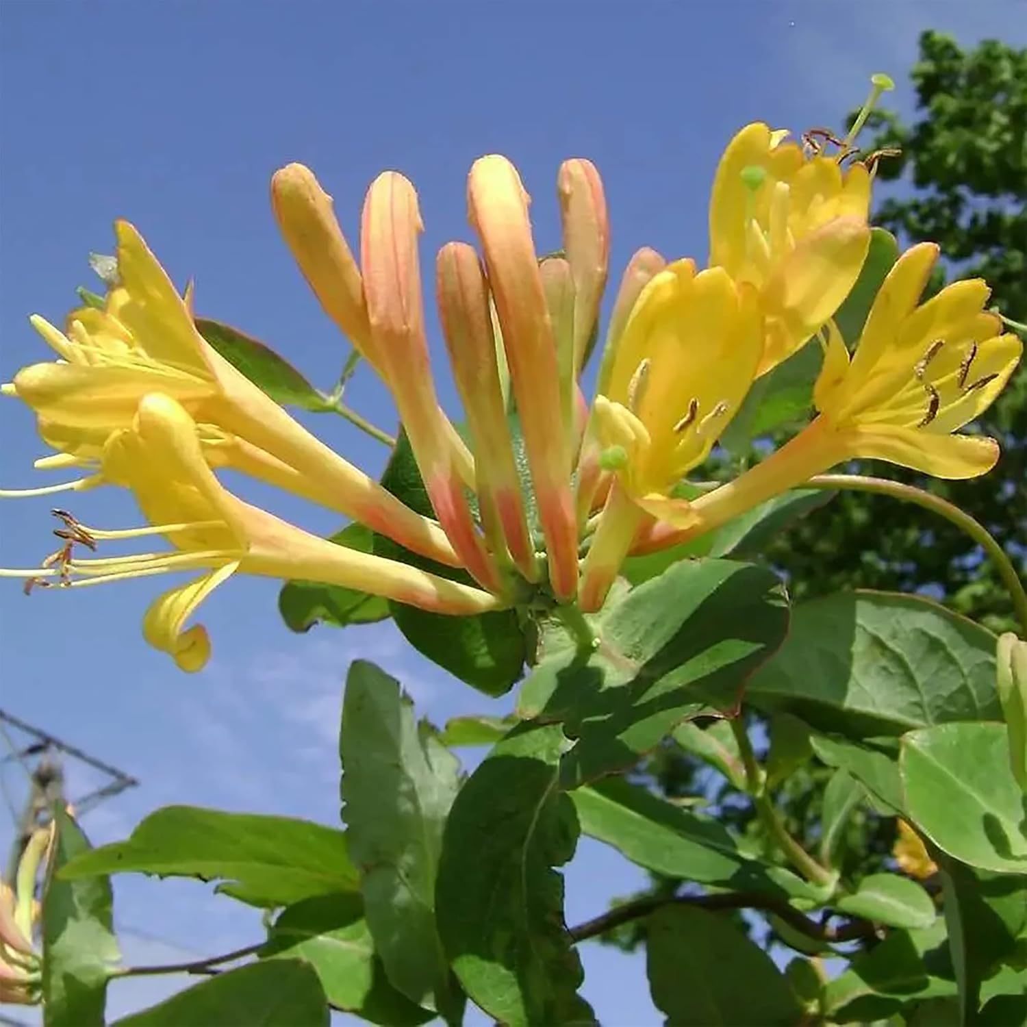 1000 Mixed Honeysuckle Seeds Honeysuckle Plant Vine Fragrant Cloud Honeysuckle Flowers Striking Potted Hanging Flowers Attract Pollinators