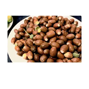 Red Oak Tree Seeds for Planting - Grow Quercus Rubra & Bonsais Alba Acorns