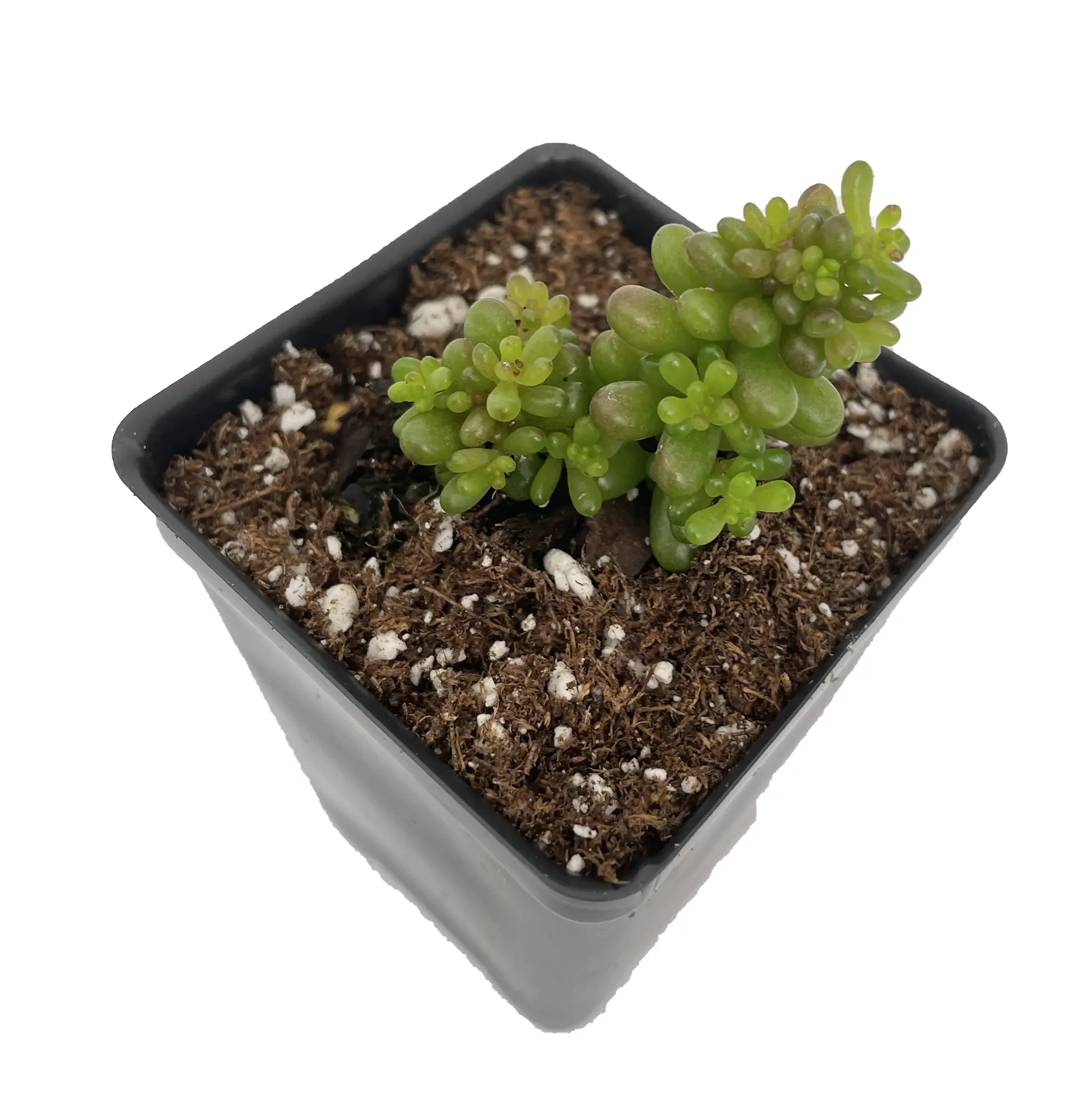 Mini Me Jelly Bean Succulent Plant - Sedum rubrotinctum - 2.5" Pot