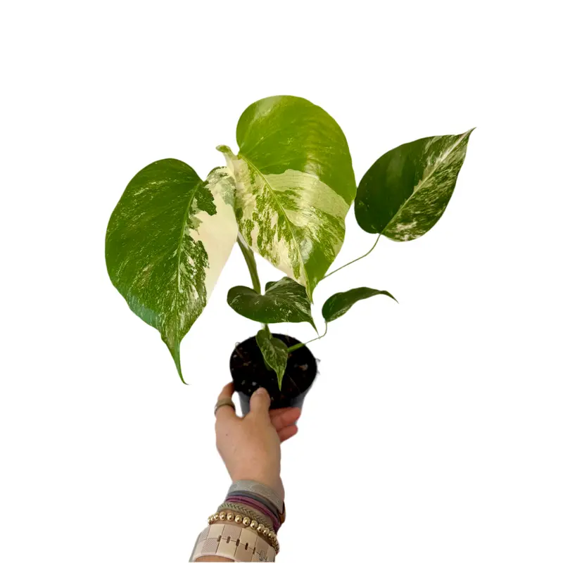 monstera seeds - TikTok Shop
