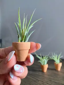 Mini Terracotta Clay Pot and Plant