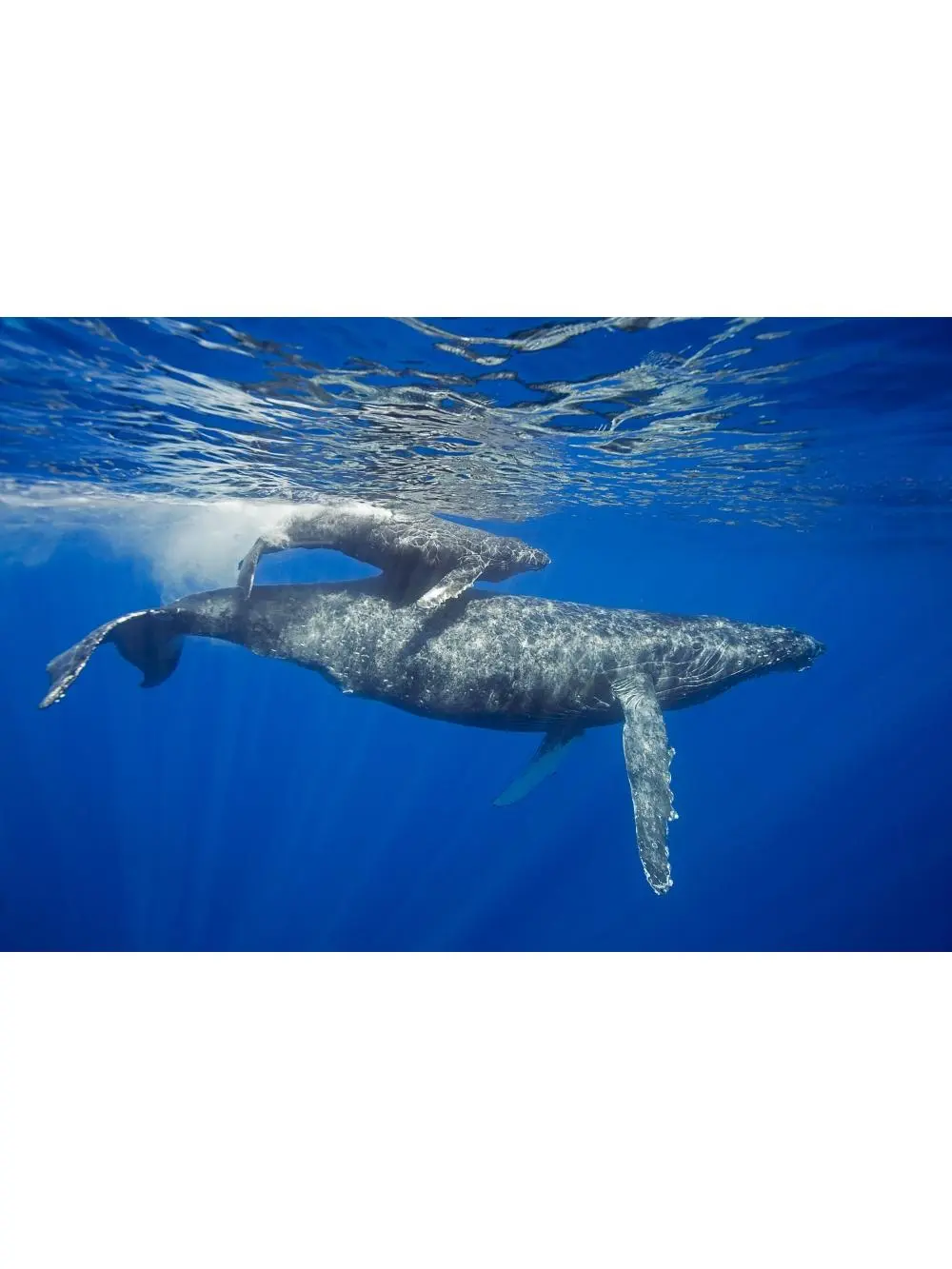 Posterazzi DPI12254741 Artistic Humpback Whale Mother & Calf Surface Photo Poster Print, 19x12 in, Maui Hawaii Decor for Room, Ideal Gift (Home Supplies)