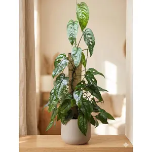 Monstera 'Siltepecana'