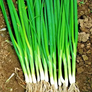Organic Evergreen White Bunching Onion Seeds (Allium fistulosum) – 100+ seeds, Heirloom, Hardy, and Productive