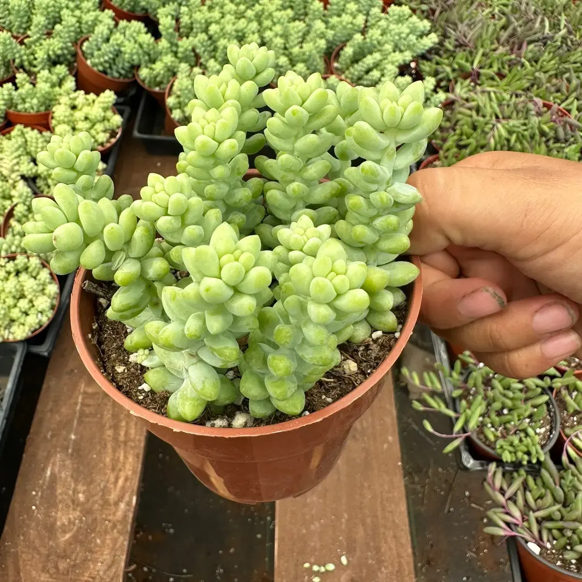 2”donkey tail succulent plant Burros tail live succulent sedum morganianum hanging succulent trailing plant indoor houseplant