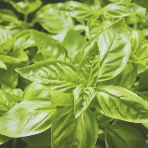 Heirloom Sweet Basil Seeds - Organic and Regenerative Gardening Seeds