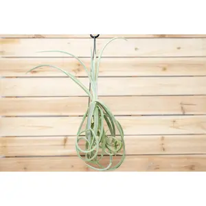 Unique Tillandsia Duratii Air Plants - Thick, Curly Leaves - Limited Quantities [Multiple Sizes]