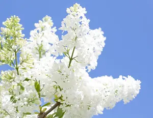 25 White Japanese Lilac Seeds (Extremely Fragrant)