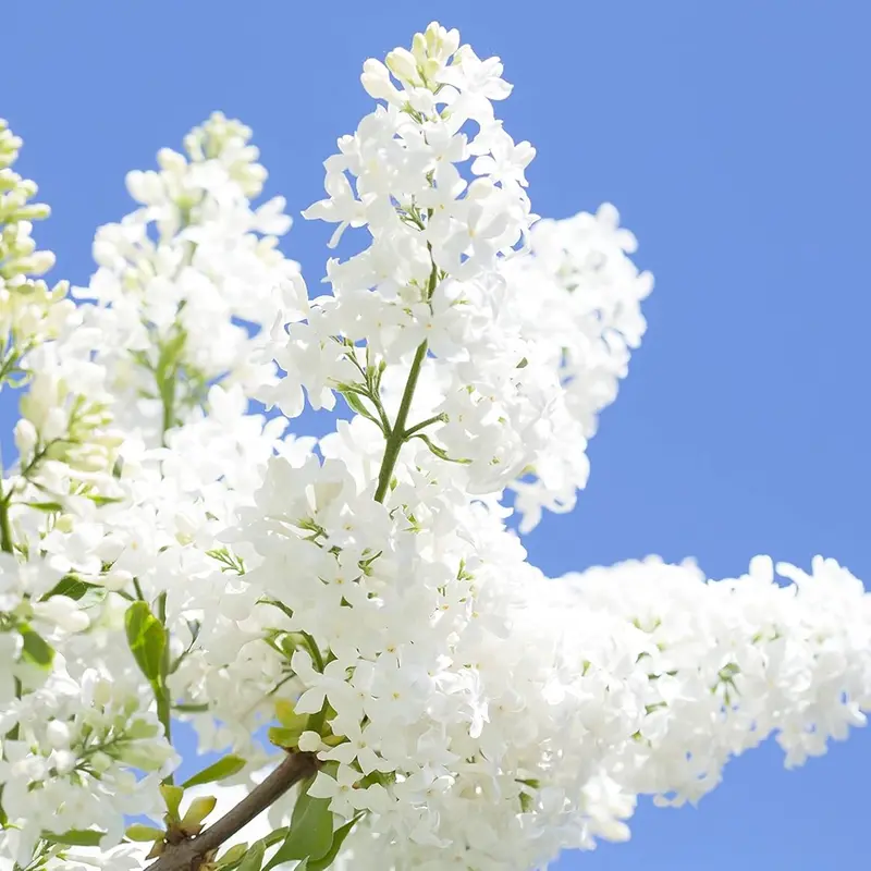 CZ GRAIN 25 White Japanese Lilac Seeds - Unique, Decorative, Extremely Fragrant Blooms for Full Sun Soil Planting, Bonsai-Ready Plants, Home Garden Supplies, 100% Satisfaction Guaranteed