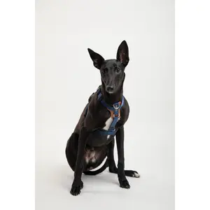 Bobo Harness