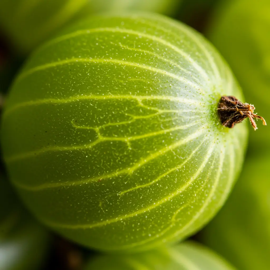 Green Gooseberry Seedling for Growing ( One Seedling)