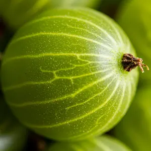 Green Gooseberry Seedling for Growing ( One Seedling)