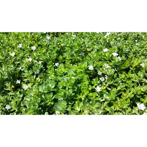 Bacopa monnieri (Water hyssop, Memory Herb) (Bare Root)