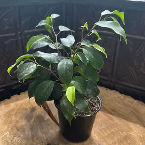Ficus benjamina 'danielle' (Weeping Fig)  4 Inch Pot
