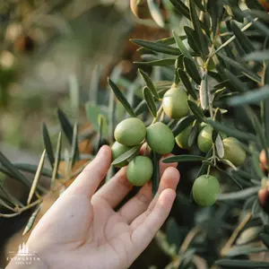 Olive Tree Seeds (Olea europaea)